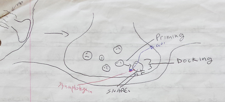 Neurotransmission