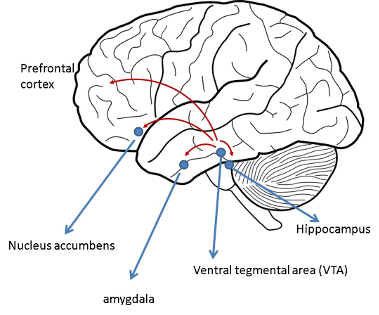 The brain cuircuit that makes up the Reward Pathway The brain cuircuit that makes up the Reward Pathway